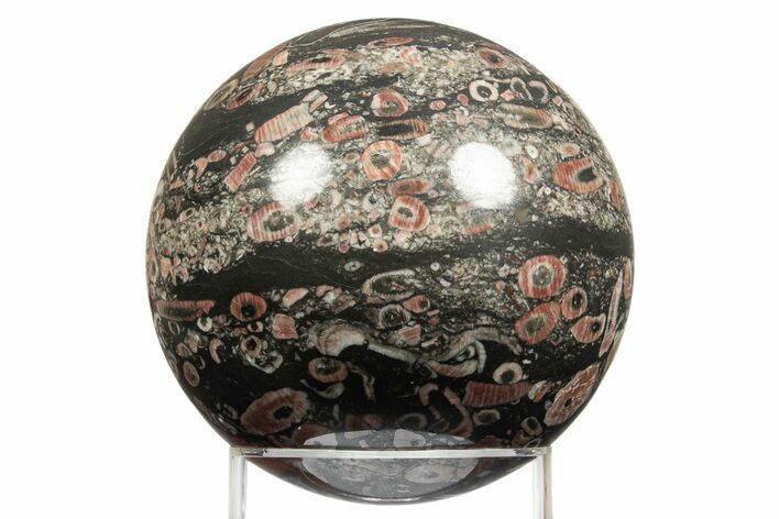 Colorful Fossil Crinoid Stems In Marble Sphere #311639